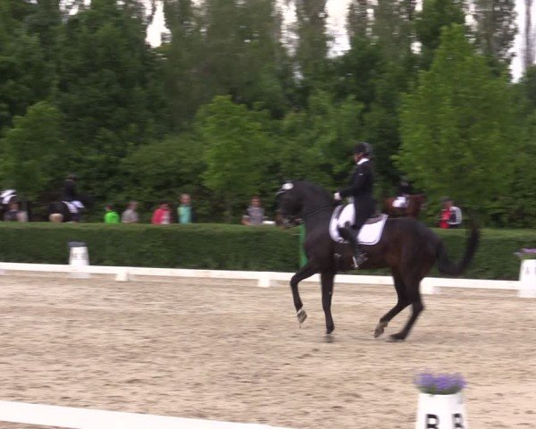 Reitturnier Westeregeln 2024