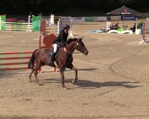 Reitturnier Lgl.-Oberhain, B95 2024