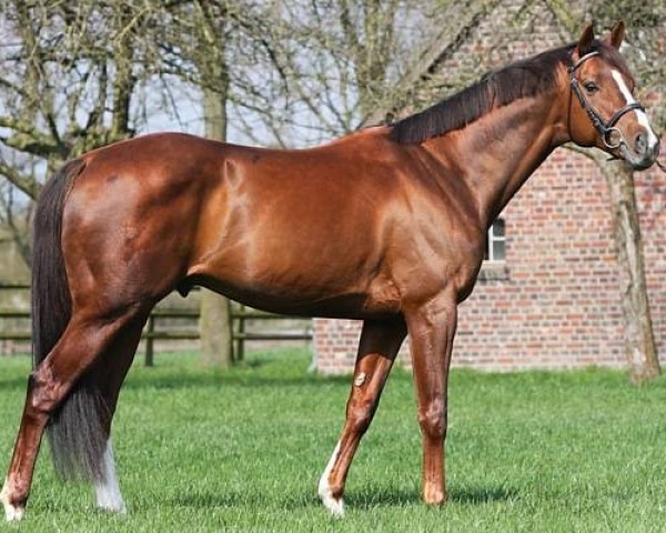 stallion Asagao xx (Thoroughbred, 2009, from Tertullian xx)