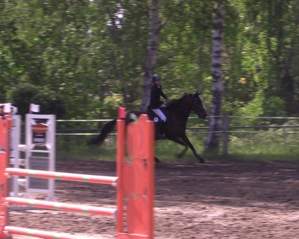 Reitturnier Lgl.-Oberhain, B95 2024