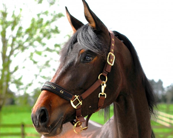 Pferd Inara (Trakehner, 2021, von Ganderas)