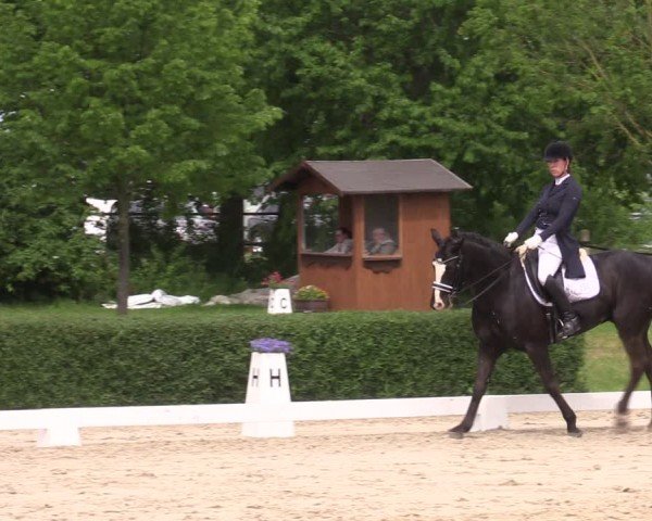 Reitturnier Westeregeln 2024
