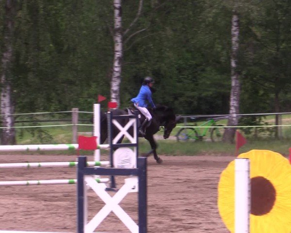 Reitturnier Lgl.-Oberhain, B95 2024