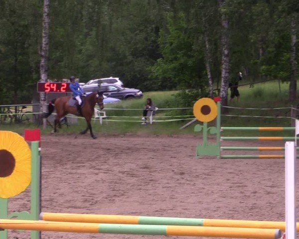 Reitturnier Lgl.-Oberhain, B95 2024