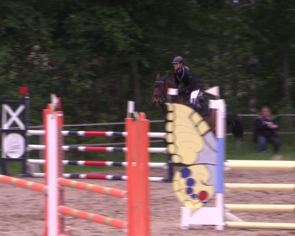 Reitturnier Lgl.-Oberhain, B95 2024