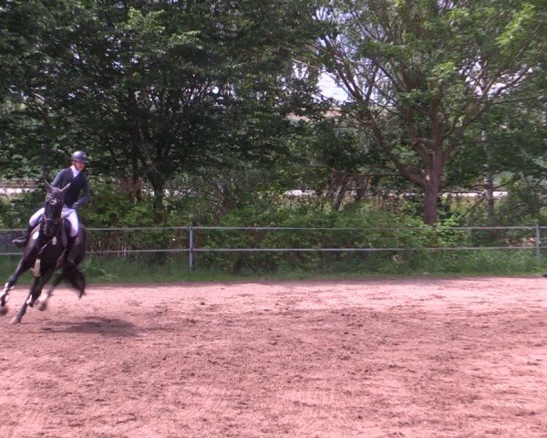 Reitturnier Lgl.-Oberhain, B95 2024
