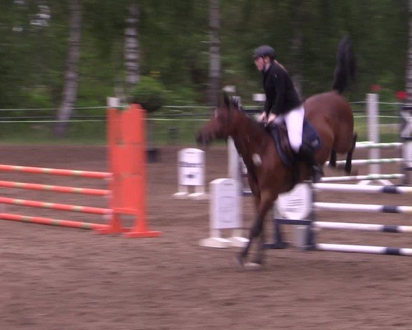 Reitturnier Lgl.-Oberhain, B95 2024
