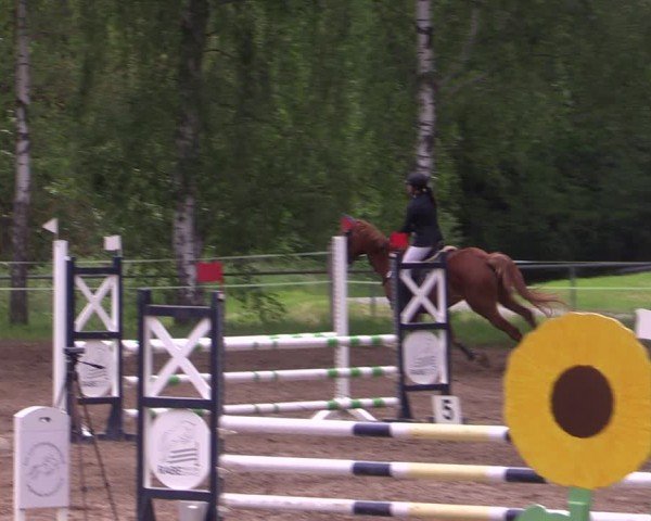 Reitturnier Lgl.-Oberhain, B95 2024