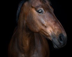 jumper All for me (Thoroughbred, 2007, from Korom xx)