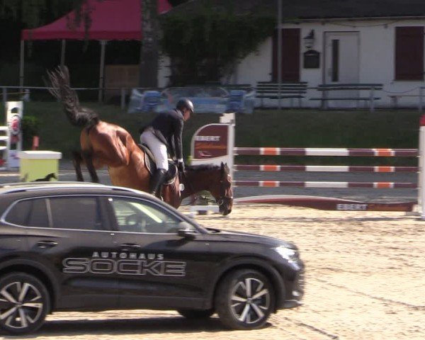 Reitturnier Lgl.-Oberhain, B95 2024