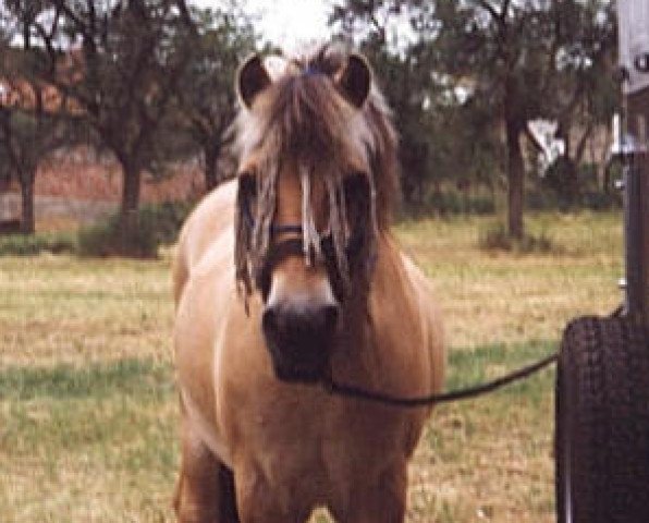 horse Ivo (Fjord Horse, 1970, from Holar) horse Ivo (Fjord Horse, 1970, from Holar)
