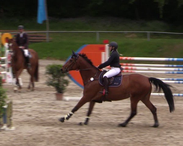 Reitturnier Lgl.-Oberhain, B95 2024