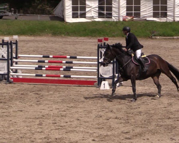 Reitturnier Lgl.-Oberhain, B95 2024
