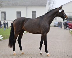 Deckhengst Finn loves Dancing (Deutsches Reitpferd, 2020, von For Romance I)