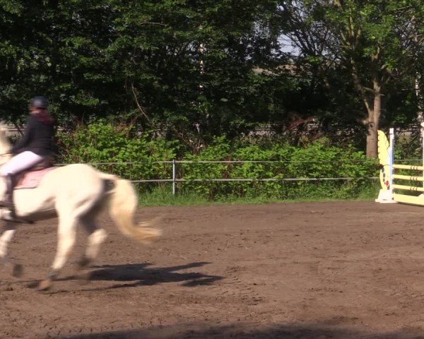 Reitturnier Lgl.-Oberhain, B95 2024