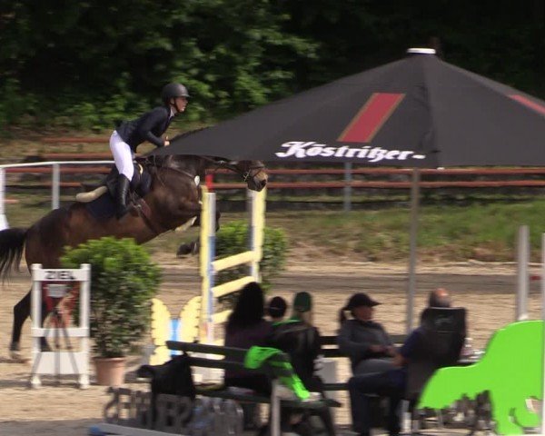 Reitturnier Lgl.-Oberhain, B95 2024