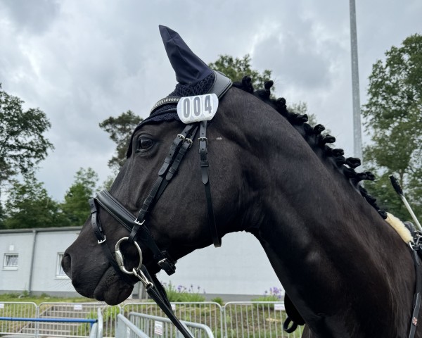 Pferd Tornado Du Petit Moulin (Deutsches Sportpferd, 2015, von Toronto Raptor)