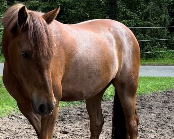 Pferd Hengst von Gabalier / Oosteinds Ricky (Deutsches Reitpony, 2021, von Gabalier)