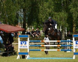 Springpferd Mero 8 (Deutsches Sportpferd, 2014, von Messenger)