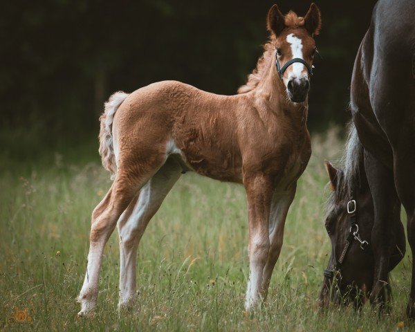 Pferd Lady Madonner MN (Schwarzwälder Kaltblut, 2024, von Markus)