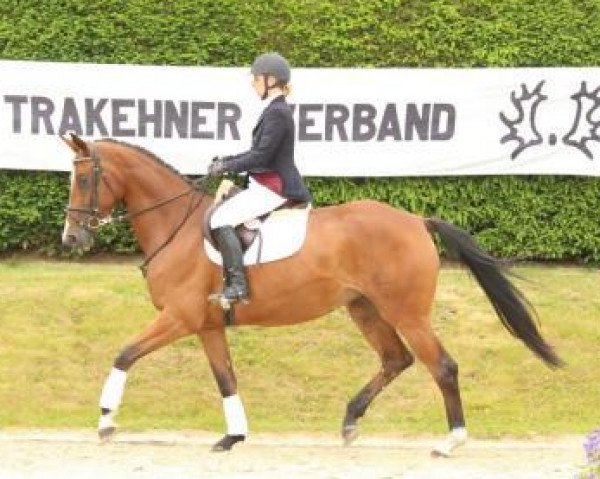 Pferd Verona (Trakehner, 2011, von Herbstbach)