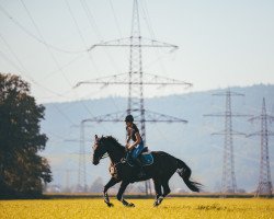 horse Fangio (Hanoverian, 2015, from Finest)