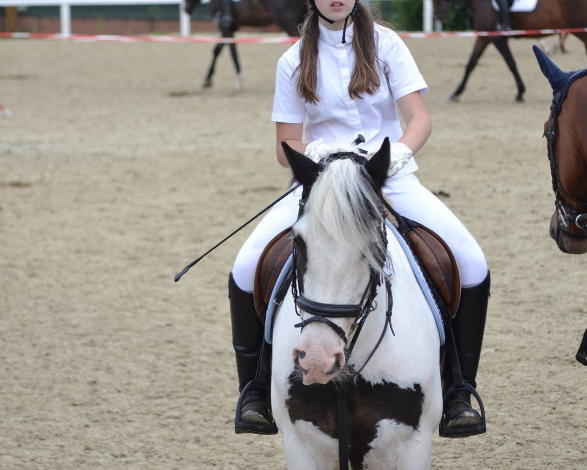 Dressurpferd Luna de la Sky (Tinker / Irish Cob / Gypsy Vanner, 2005)