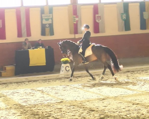 Reitturnier Weikersdorf am Steinfelde 2021