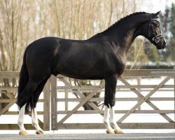 Deckhengst Next Level (KWPN (Niederländisches Warmblut), 2018, von Jumeaux Sv)