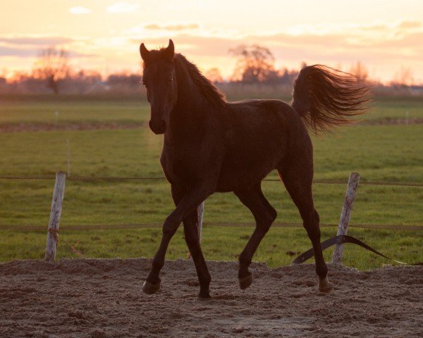 horse Secret (KWPN (Royal Dutch Sporthorse), 2022, from Floyd TN)