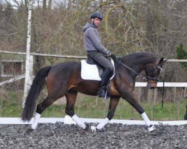 horse Kakau (Trakehner, 2011, from Ovaro)