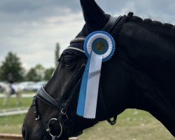 dressage horse Bulleta MG (Hanoverian, 2018, from Chose Martini MG)