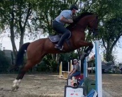 jumper Quinta (Hanoverian, 2015, from Qualito)