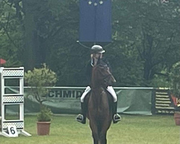 Pferd Concorde (unbekannt, 2015)