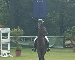 horse Concorde (unknown, 2015)
