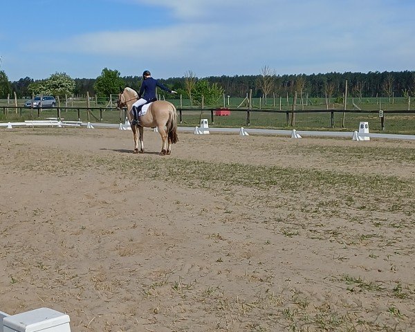 dressage horse Skwanto (Fjord Horse, 2005, from Skjöld)