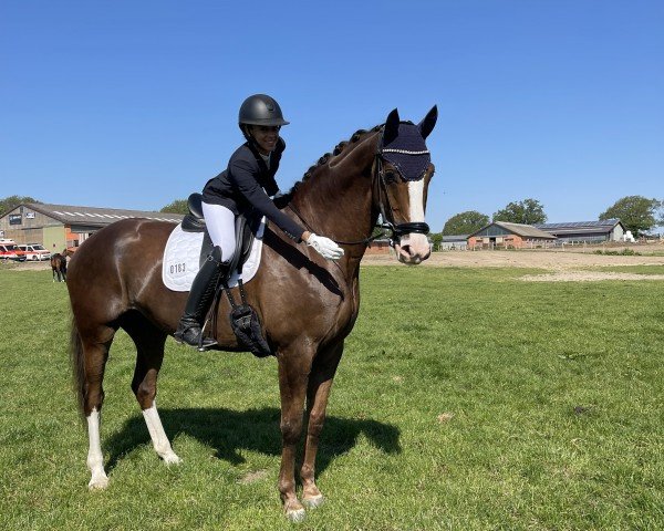 dressage horse Nebiolo TS (Hanoverian, 2016, from Negro)