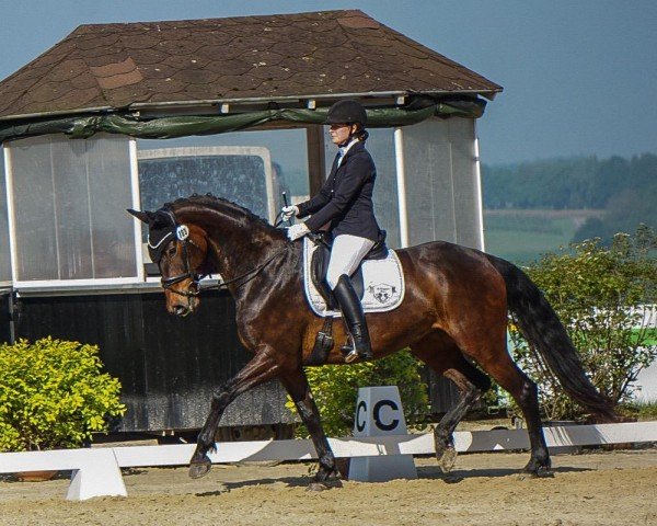 dressage horse Finest Fantasy 2 (Oldenburg, 2017, from Feinrich)