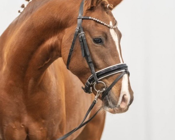 Deckhengst Now or Never TO (Deutsches Reitpony, 2021, von FS Next Diamond)
