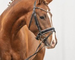 stallion Now or Never TO (German Riding Pony, 2021, from FS Next Diamond)