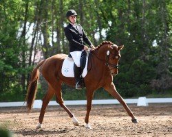 dressage horse Feuerherz 8 (German Sport Horse, 2019, from Fuechtels Floriscount OLD)