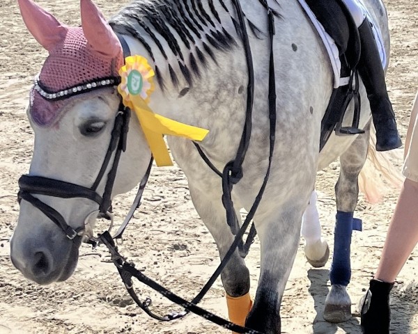 dressage horse Olly´s Pride (Connemara Pony, 2012, from Knockillaree Tomas)