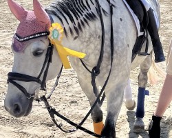 dressage horse Olly´s Pride (Connemara Pony, 2012, from Knockillaree Tomas)