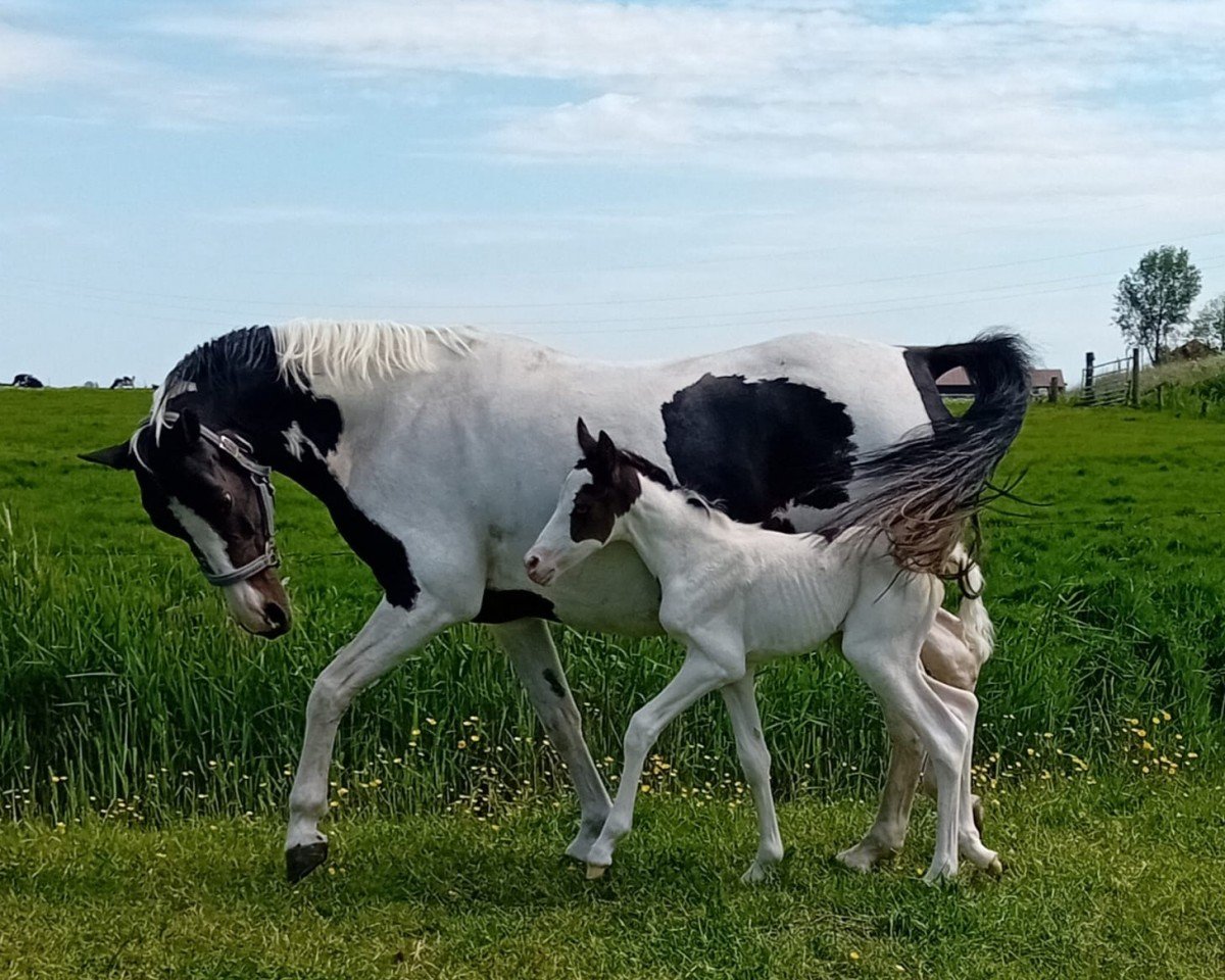 Zuchtstute Letizia N (Deutsches Reitpony,  , von Graffiti N)