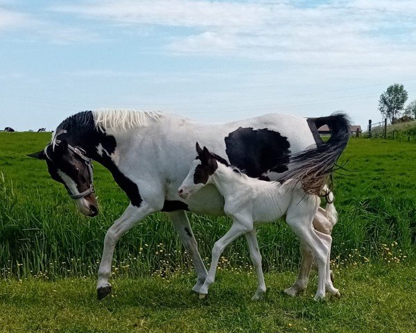 broodmare Letizia N (German Riding Pony,  , from Graffiti N)