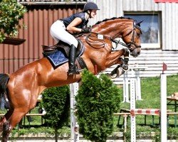 jumper Marsupilami 5 (Oldenburg show jumper, 2016, from Vivant)