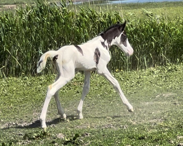 Pferd Limited Blue vom Haimoordeich (Deutsches Reitpony, 2024, von Phw's Grandios)