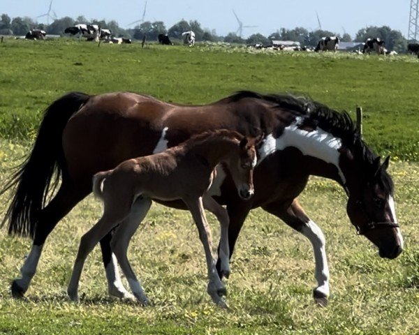 Pferd Mérida vom Haimoordeich (Deutsches Reitpony, 2024, von Grando)