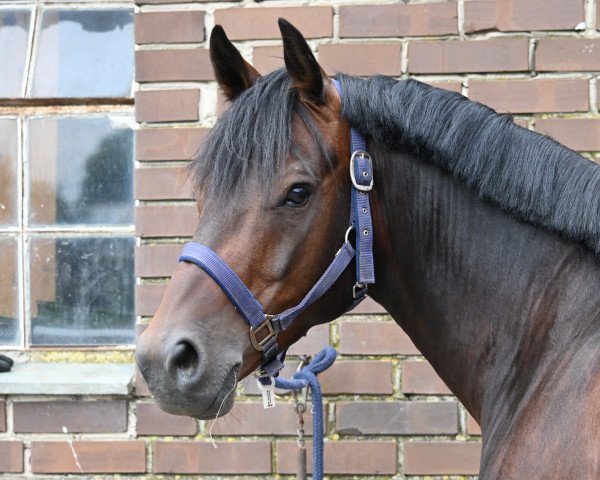 dressage horse Dr. Snuggles (German Riding Pony, 2016, from D-Day AT)