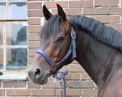 dressage horse Dr. Snuggles (German Riding Pony, 2016, from D-Day AT)
